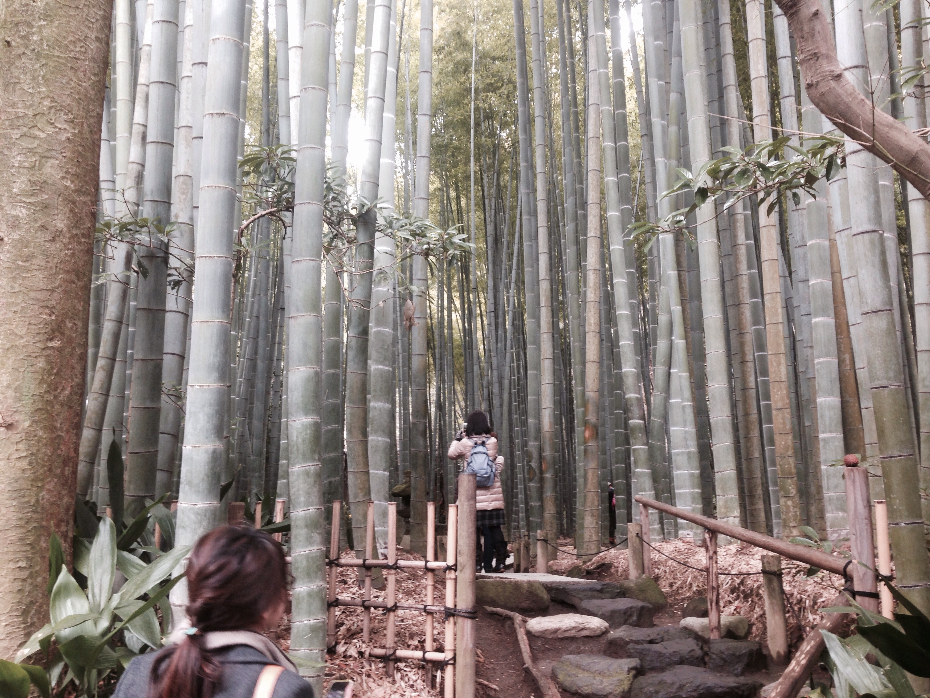 竹林に佇む茶屋～報国寺～