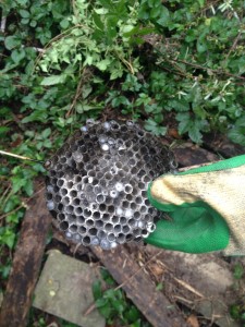 j5mqnPMLGqgSWNc1412149224