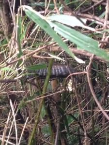 zUzjSGwzP4UxDAG1412149196