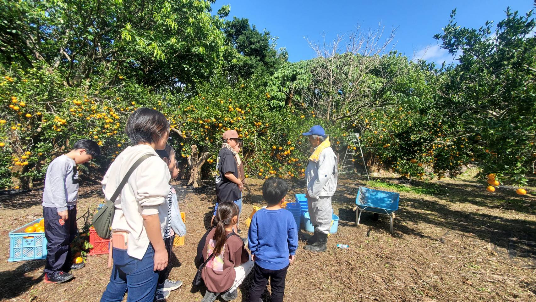 🍊たんかん狩り🍊