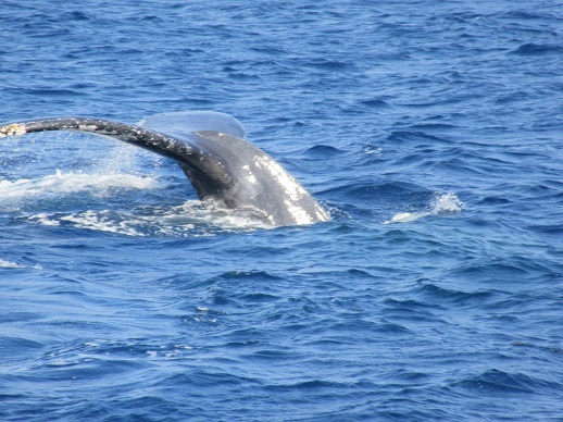 ホエールウォッチング　　沖縄