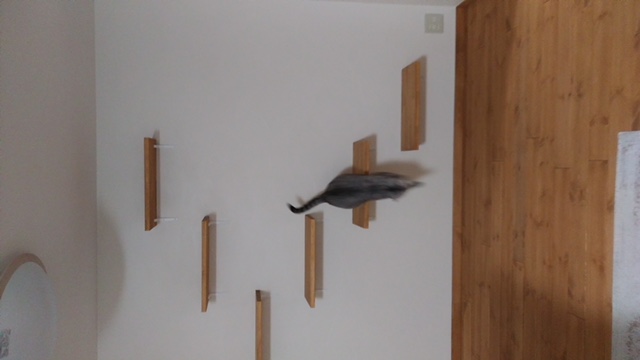 キャットウォーク