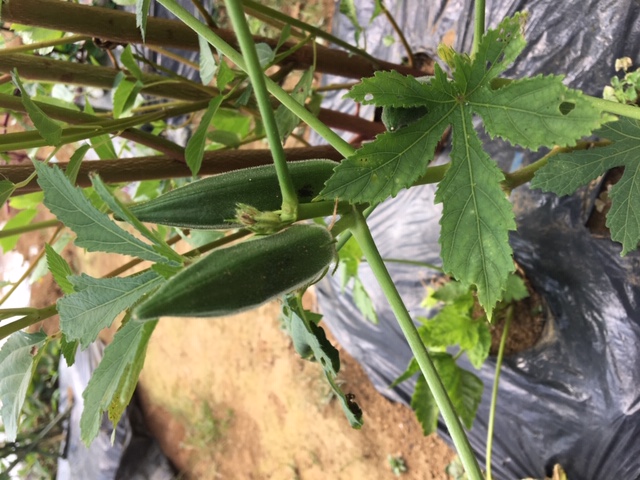 『こんな感じで出来上がり？』