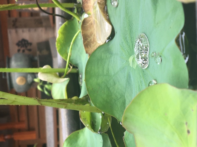 早朝散歩　～梅雨時期　『あじさい寺編』