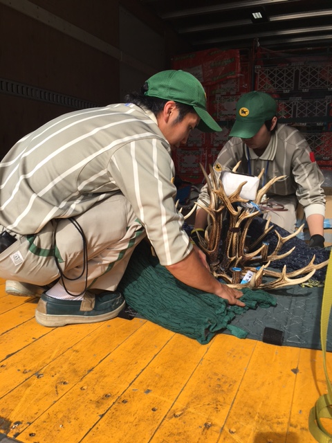 鹿の角を使ったシャンデリア　運搬編