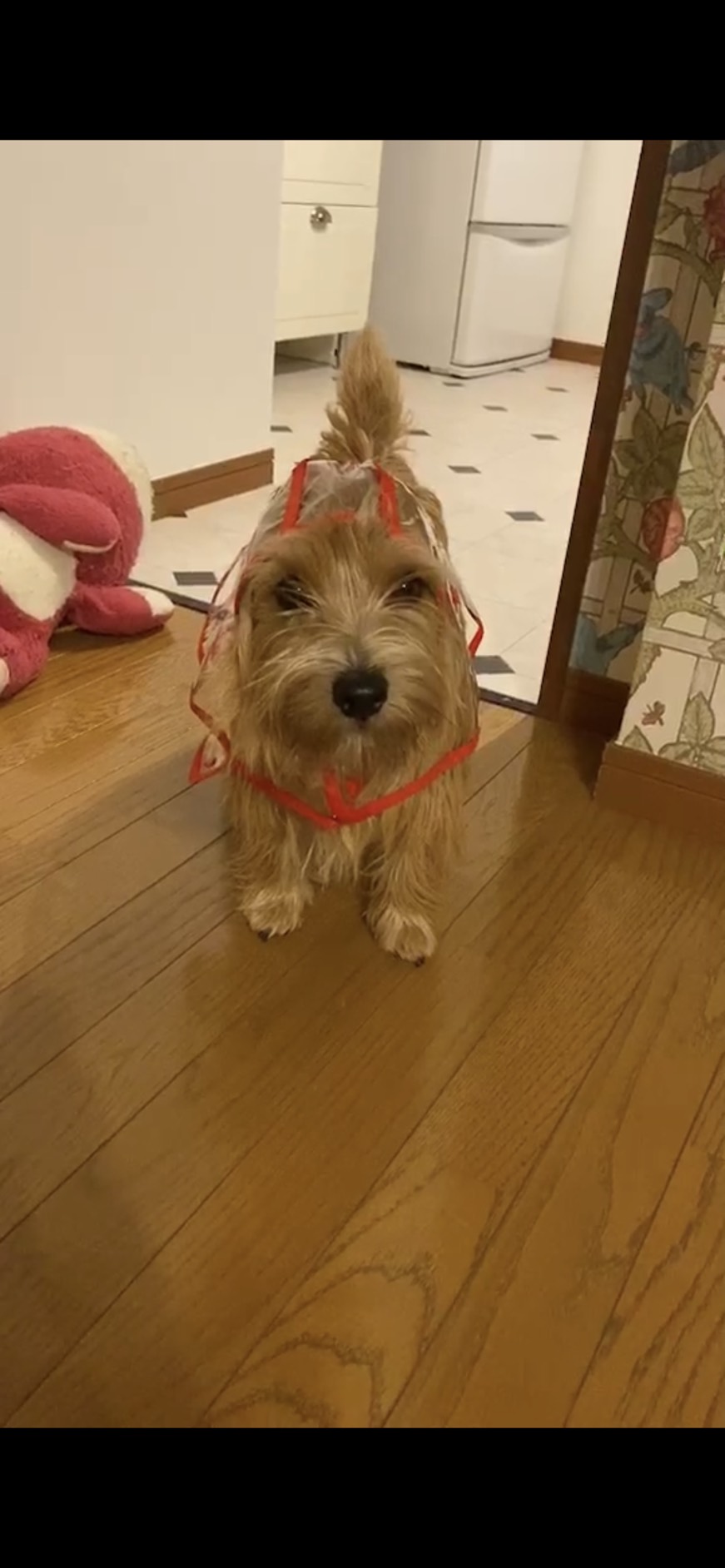 我が家の癒し犬☆