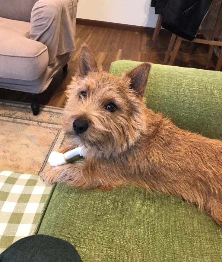 我が家の癒し犬☆part2