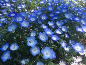 ネモフィラブルー