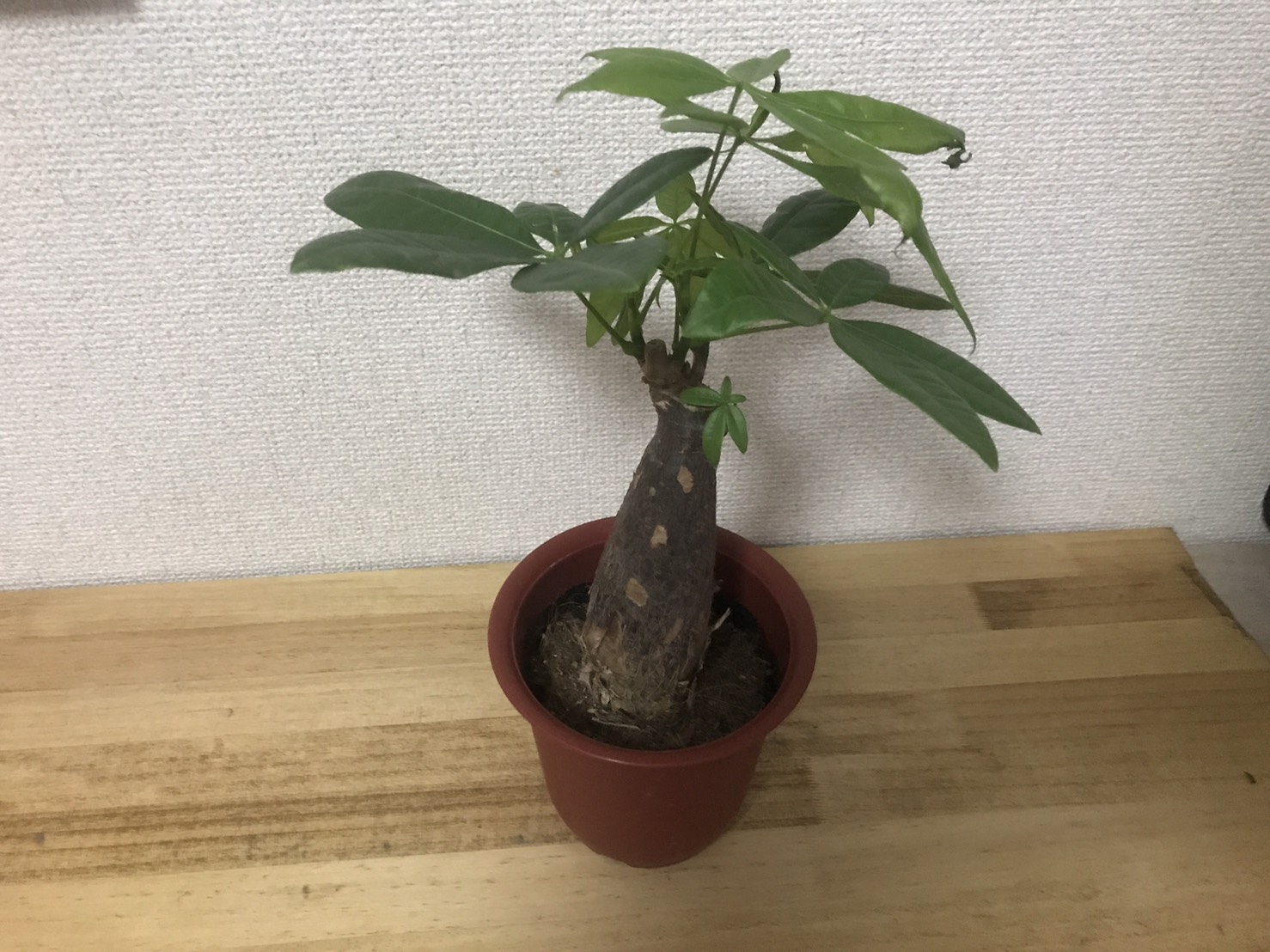観葉植物購入