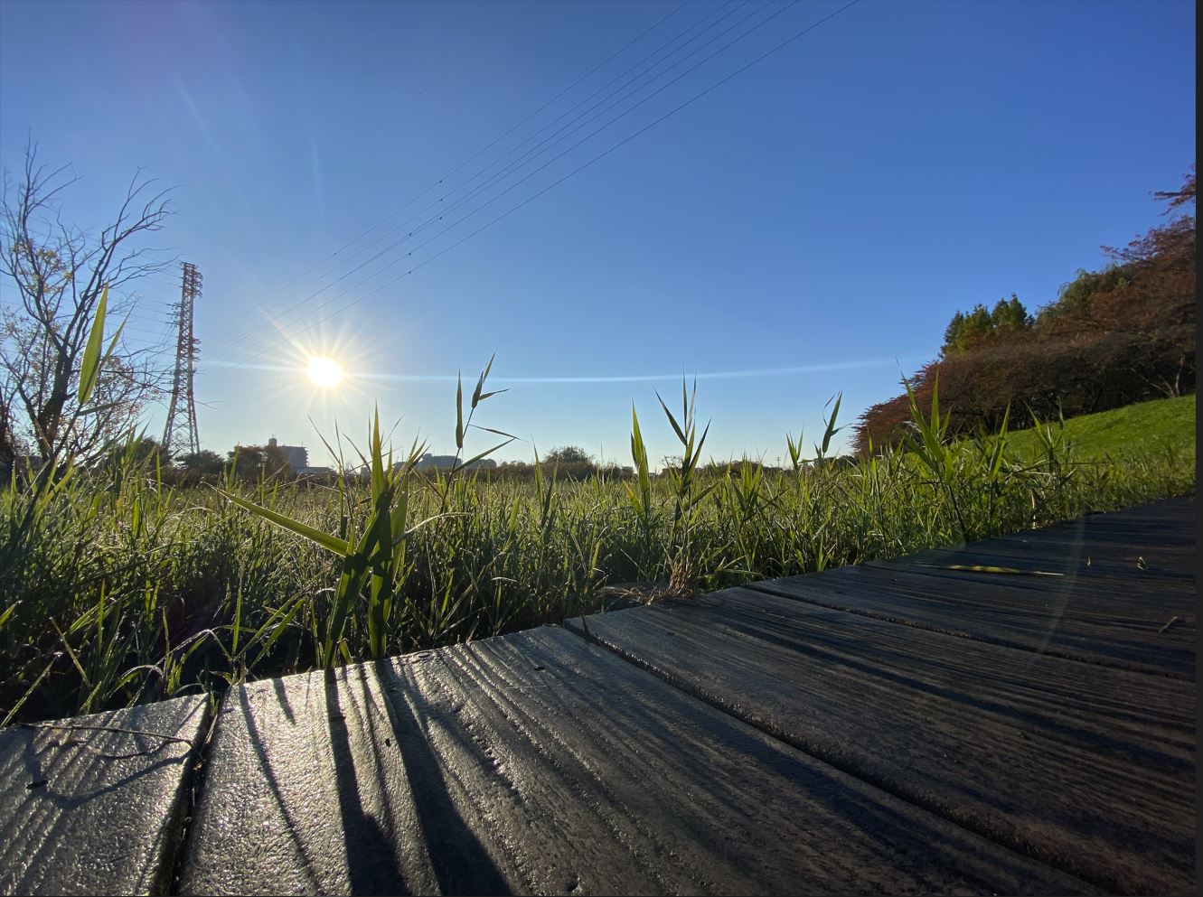 家の周りのあたらしい発見