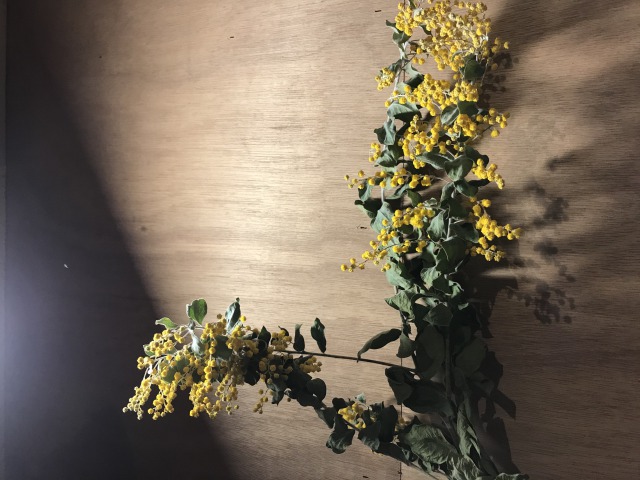 春を告げる花…