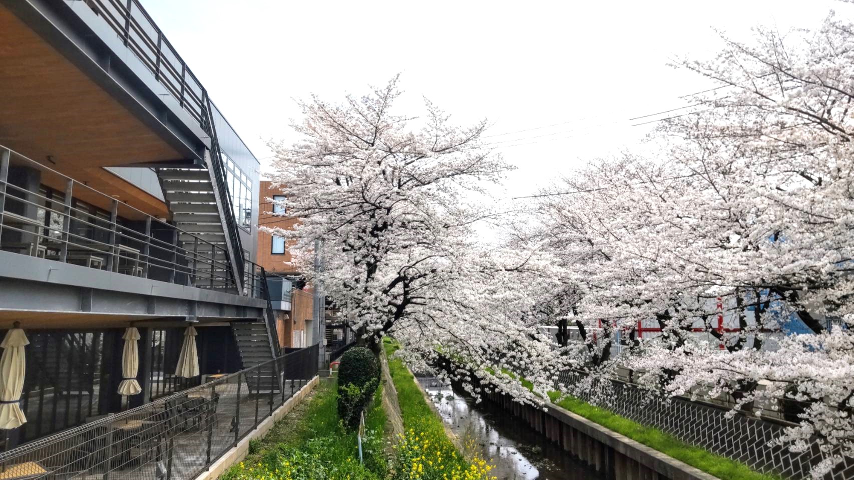 春　桜　卒業　入学　入社