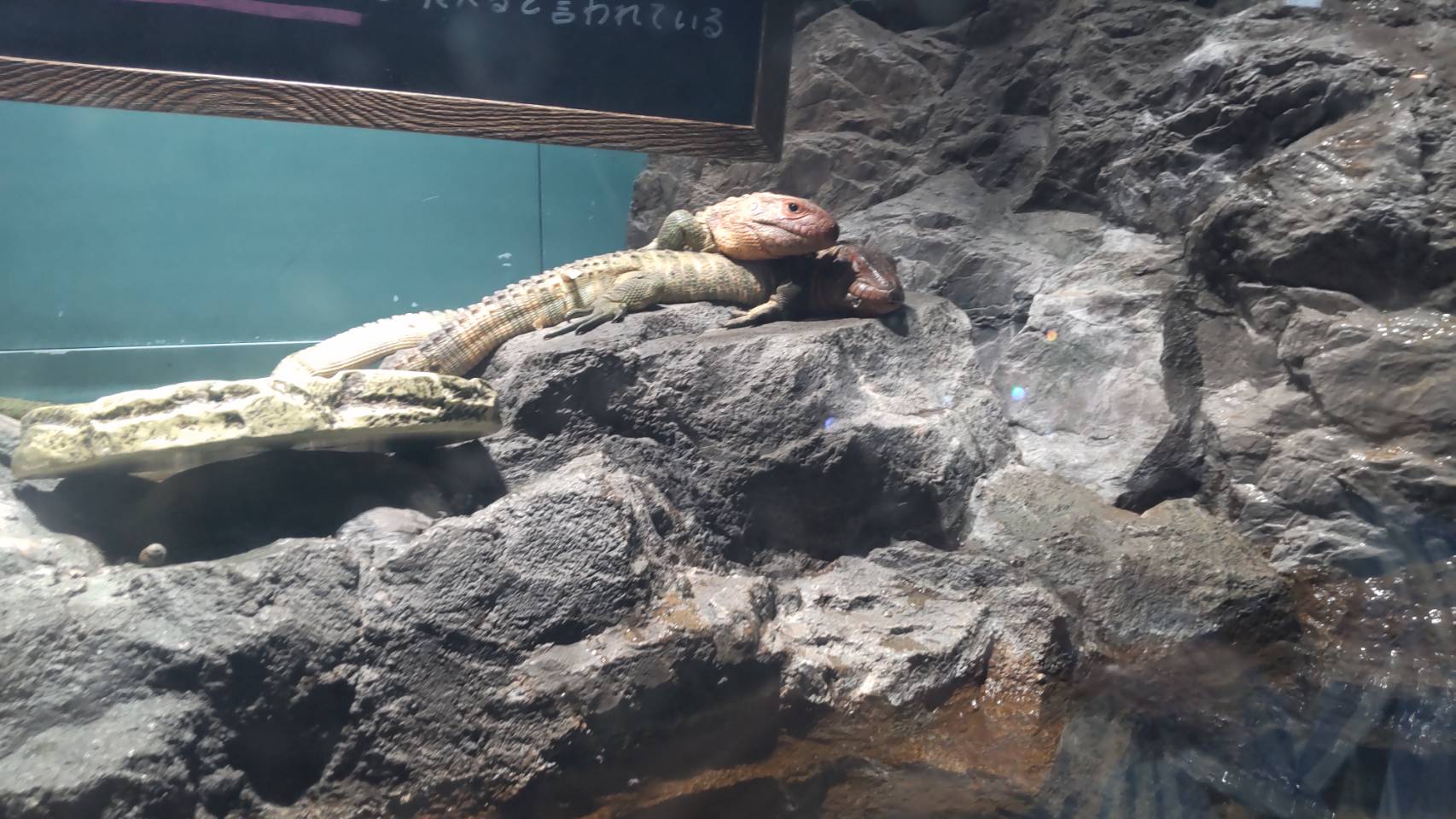 久しぶりの水族館　サンシャイン水族館