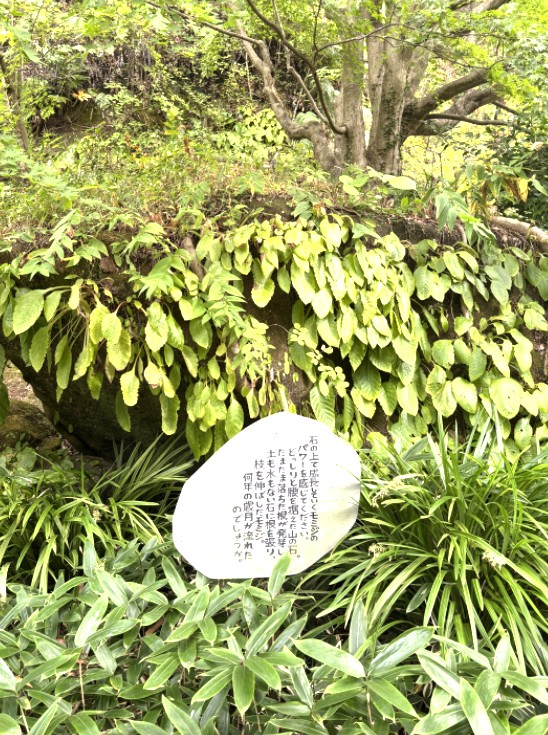 鎌倉散策　明月院