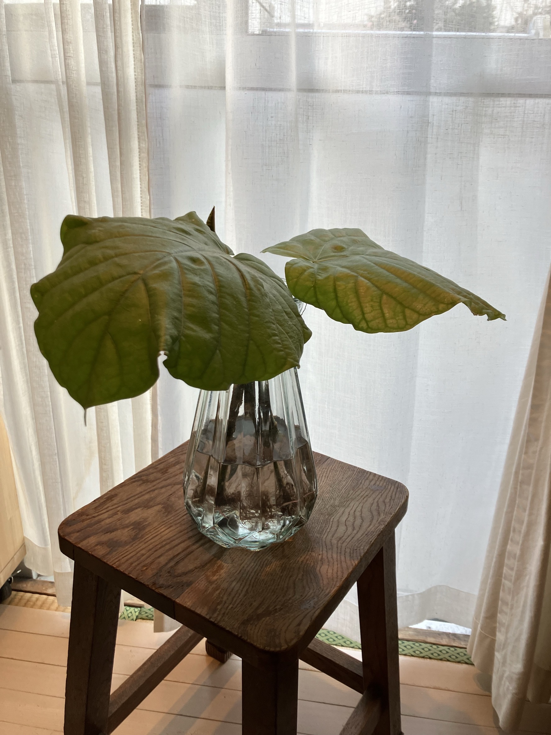 ウンベラータの植え替え