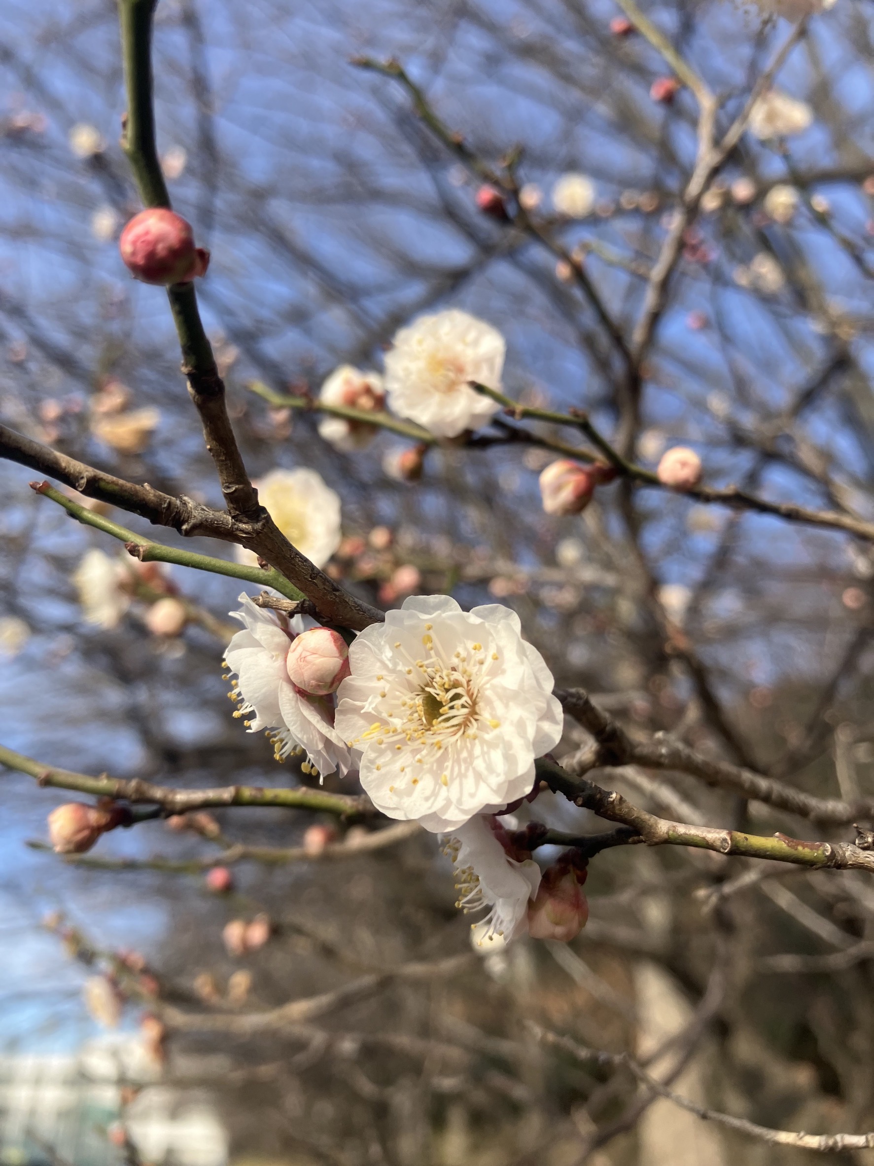 梅の開花