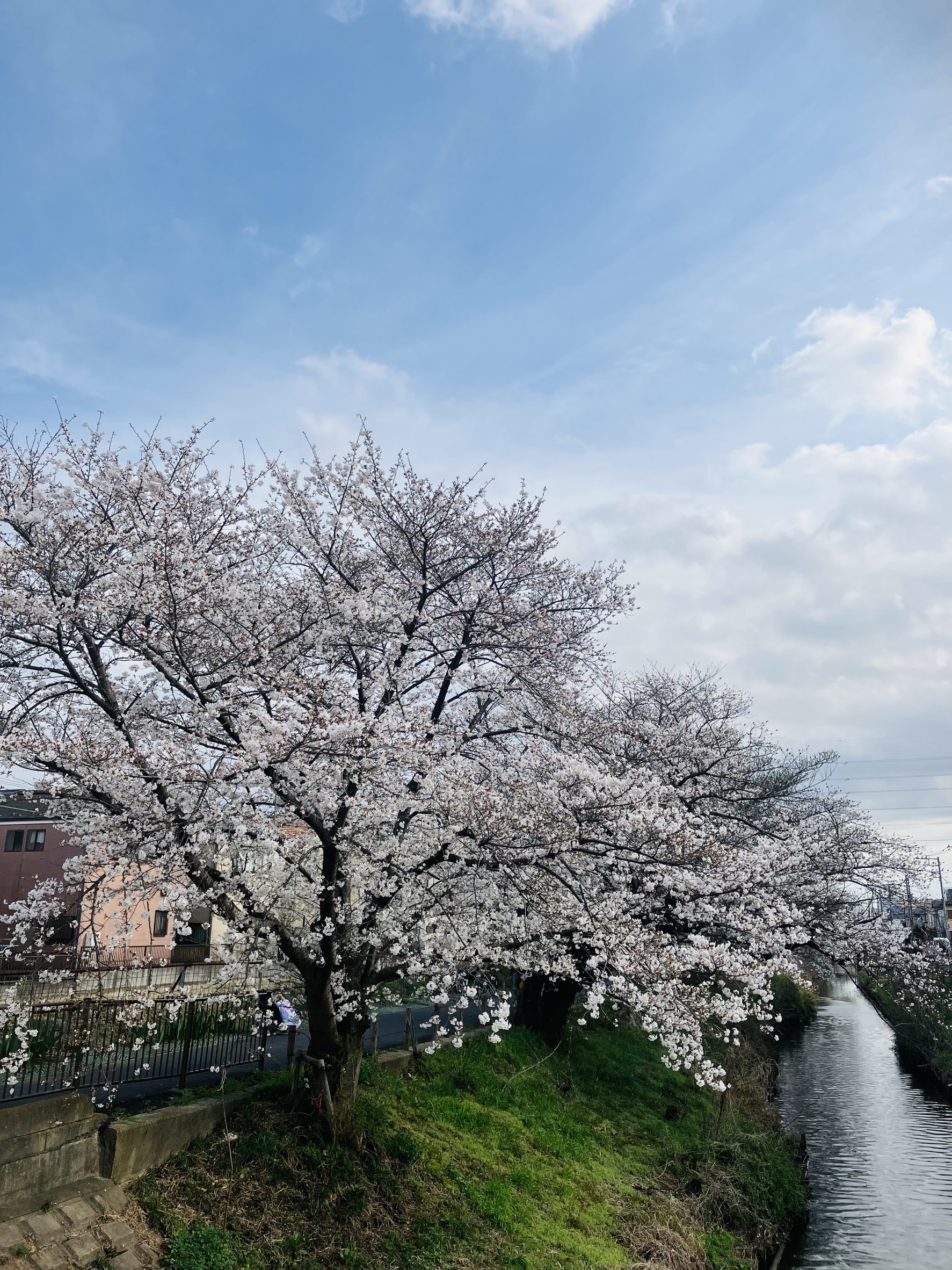 新坂川の桜並木