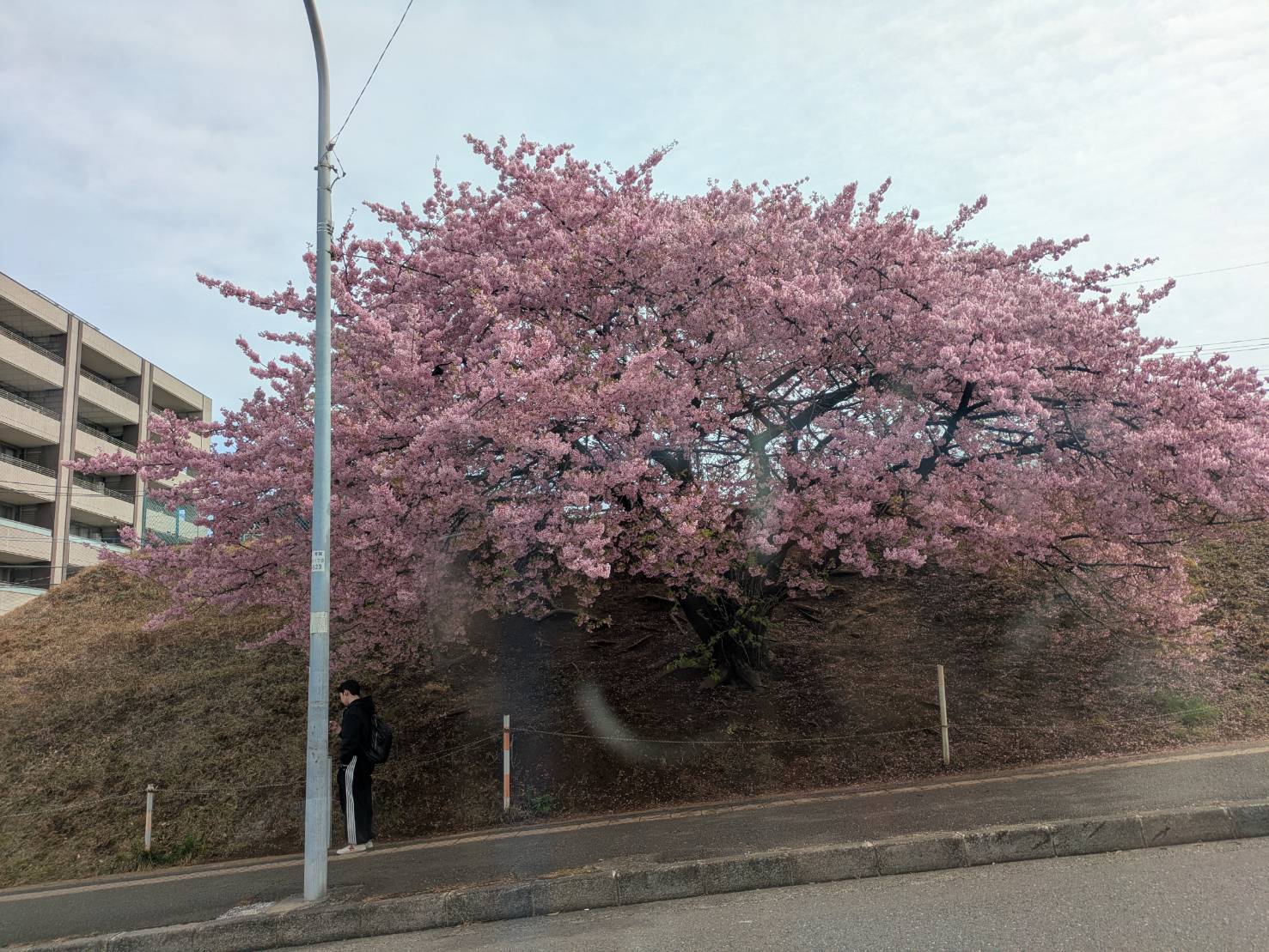 花粉の時期～つらい～