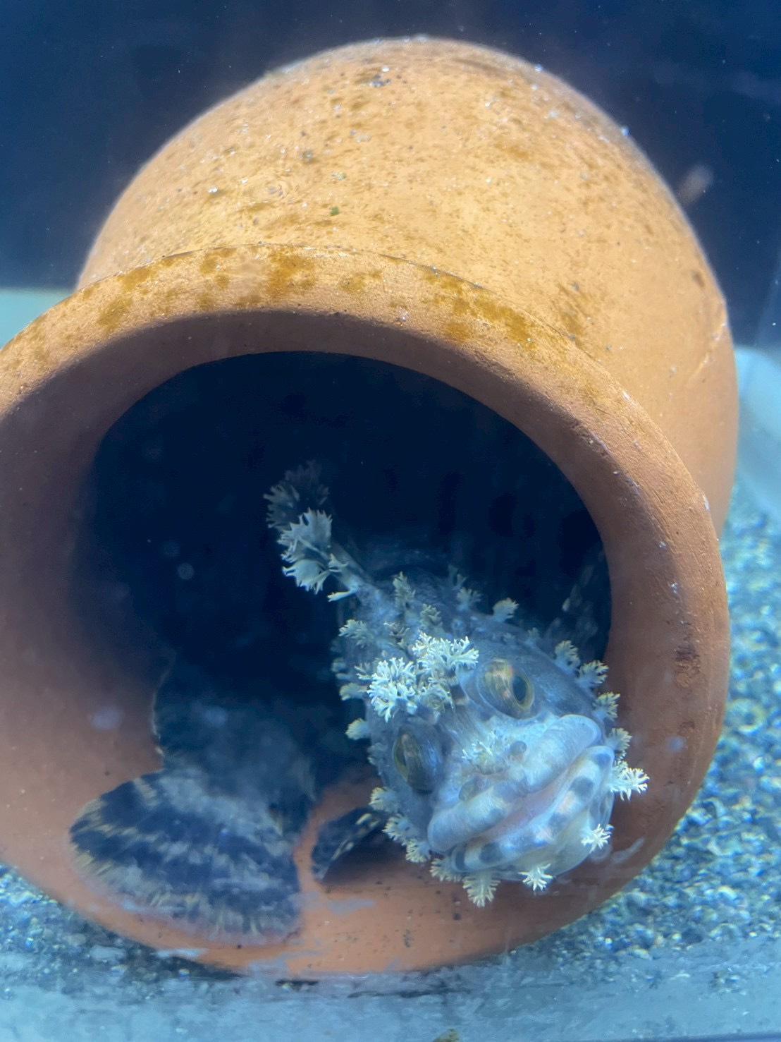 水族館でかわいい魚を発見しました🐟