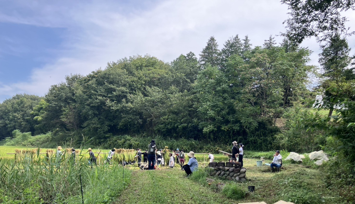 【　初めての稲刈り体験　】