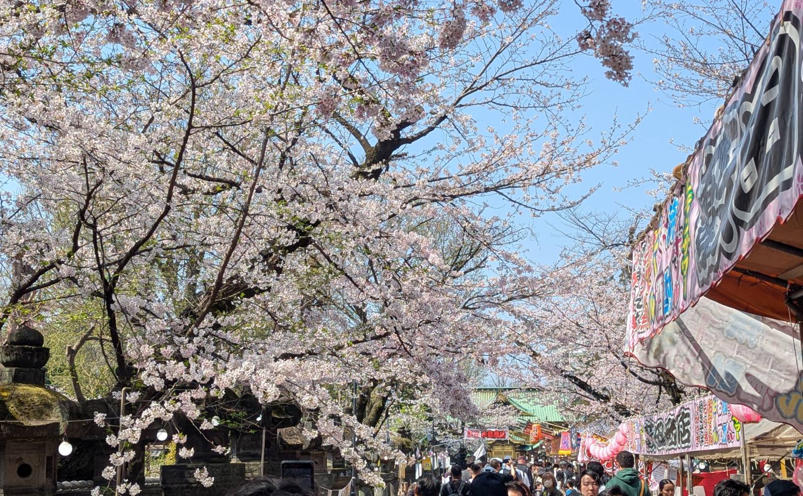 春満開！上野で楽しむお花見散策🌸