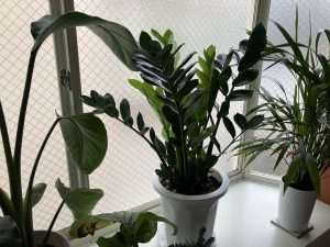 5D003423-086F-4079-A369-89BDD321F5EB (1)