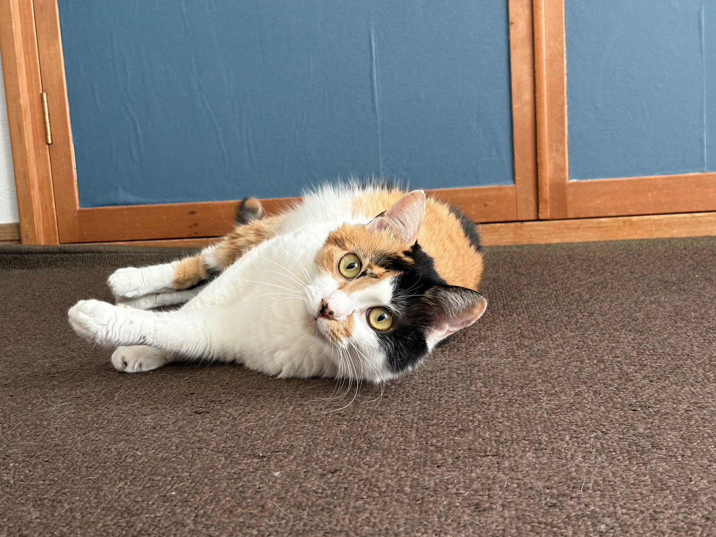 我が家のてまりちゃんです！