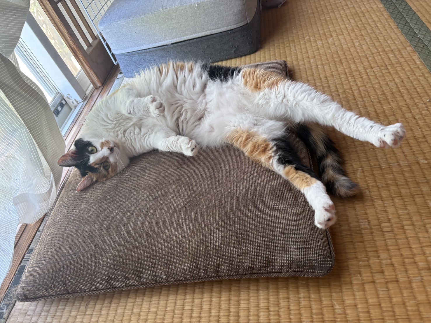 我が家のてまりちゃんです！