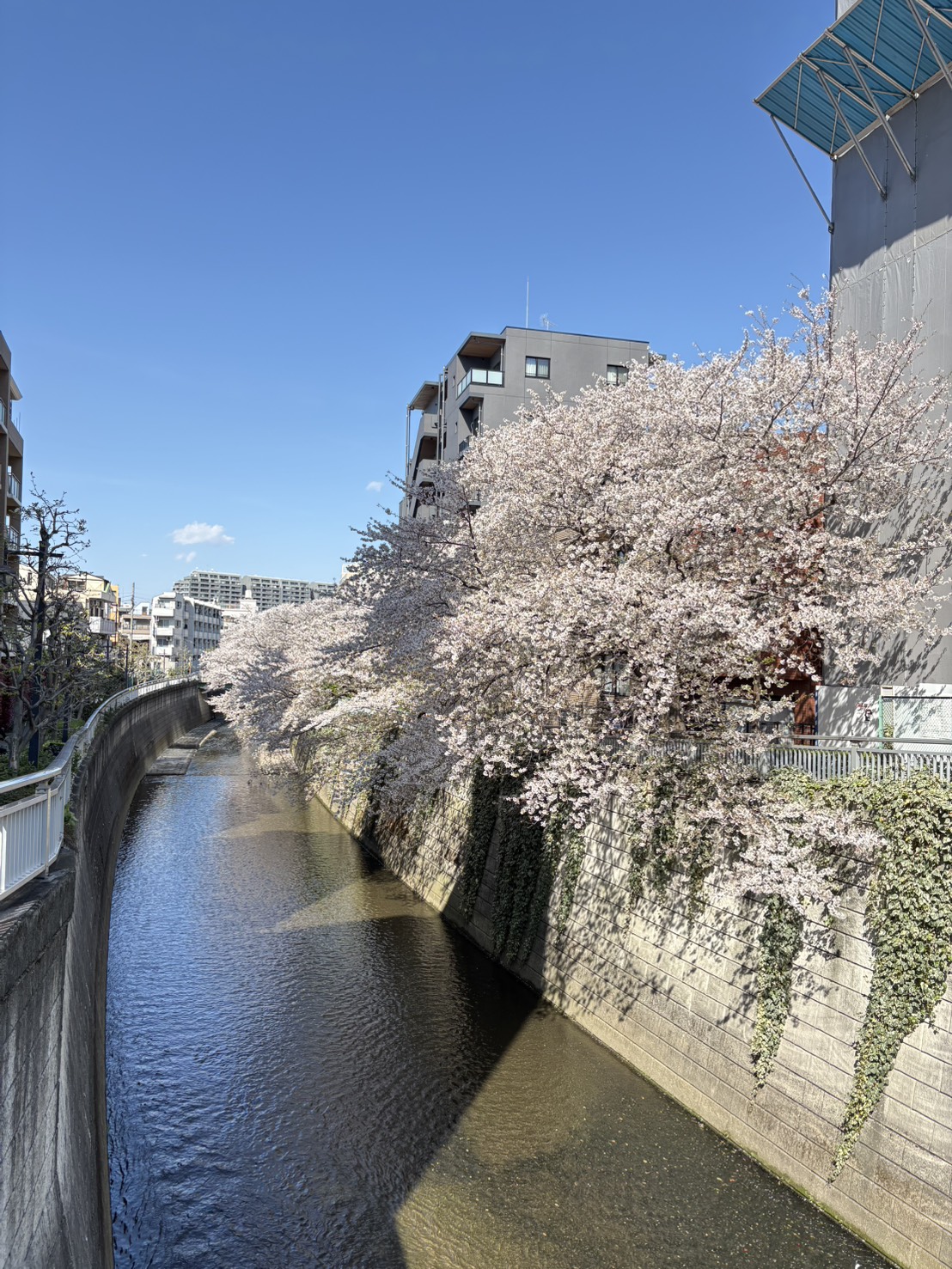 お花見の季節になりました！【Photo by 新宿区】