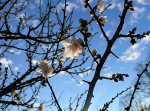 スクリーンショット 2026-01-06 110748