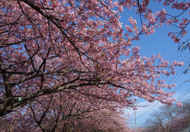 河津桜を見てきました🌸