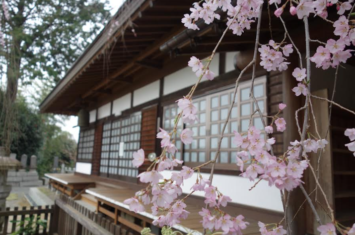 慈雲寺の糸桜