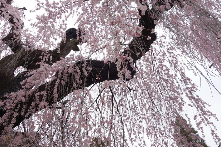 慈雲寺の糸桜