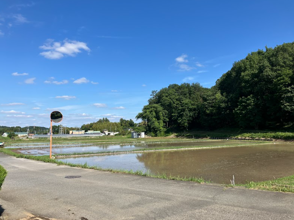 田植えをしてきました