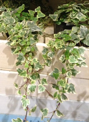 アイビーホワイトワンダー1