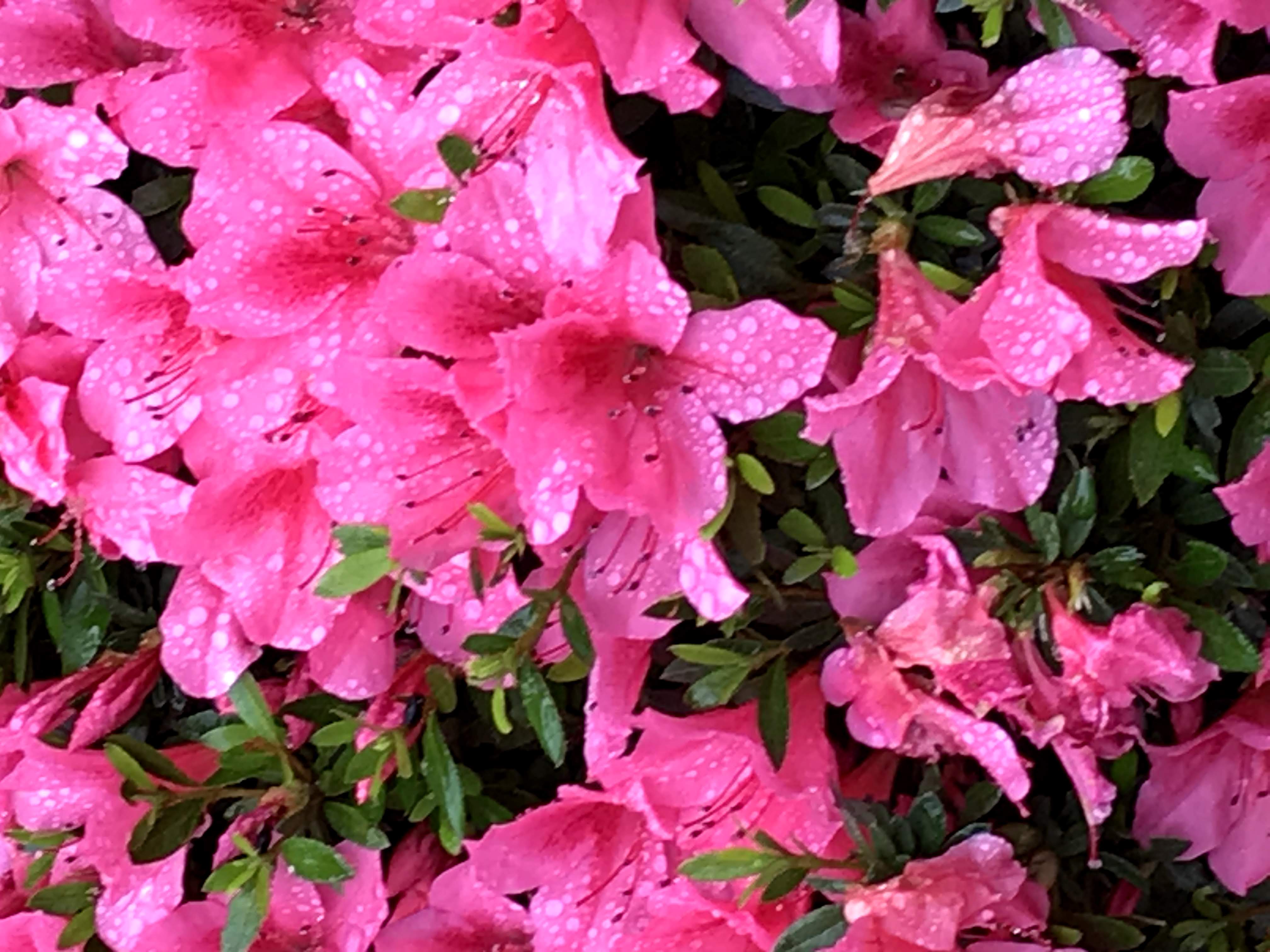 もう梅雨ですね