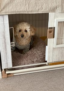 フル ページ写真-011