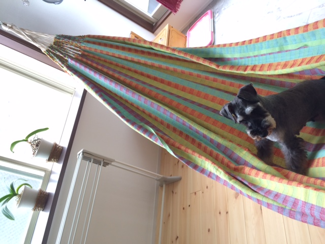 ハンモックにワンちゃんも興味深々