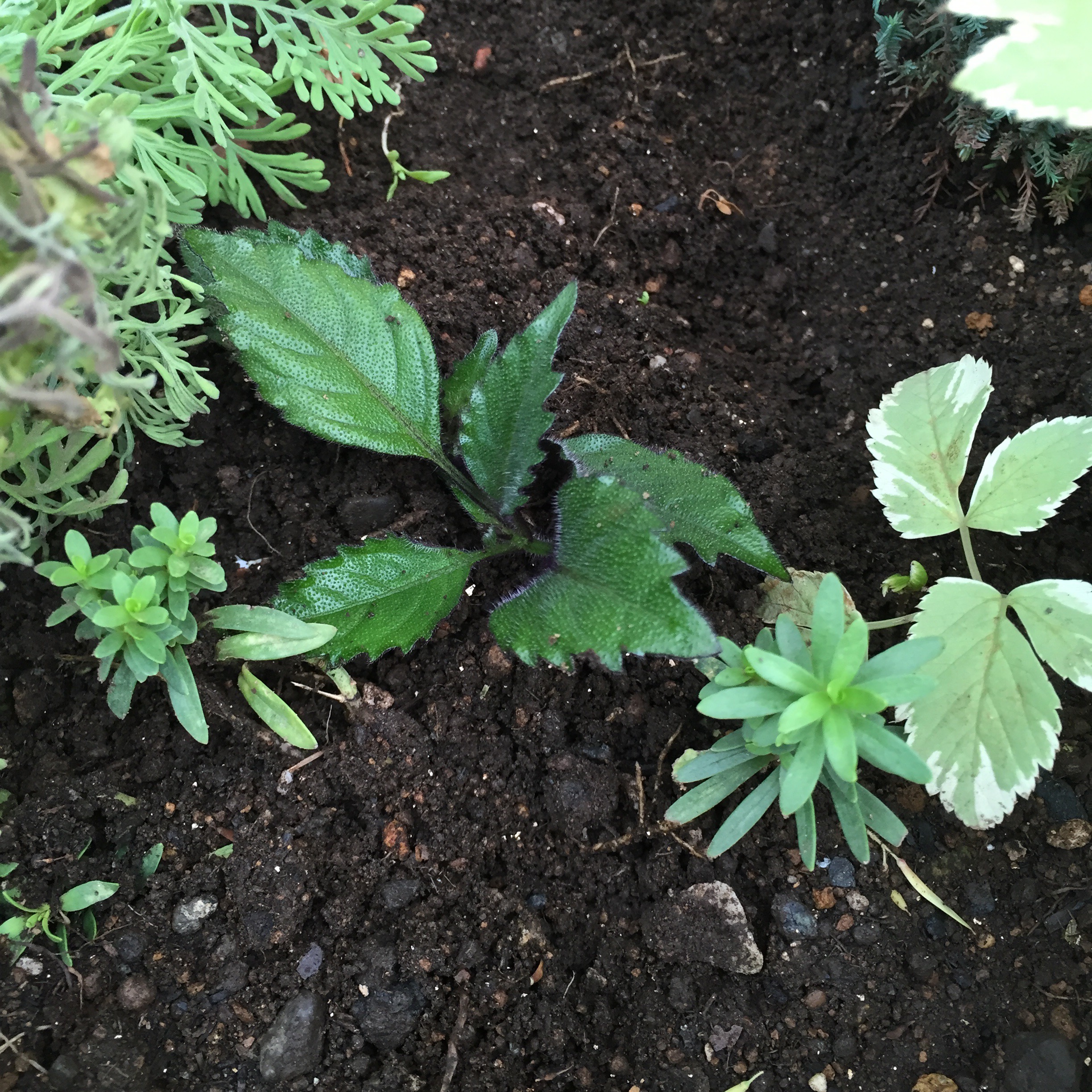 花壇の新しい仲間〜チェリーセージとプレクトランサス