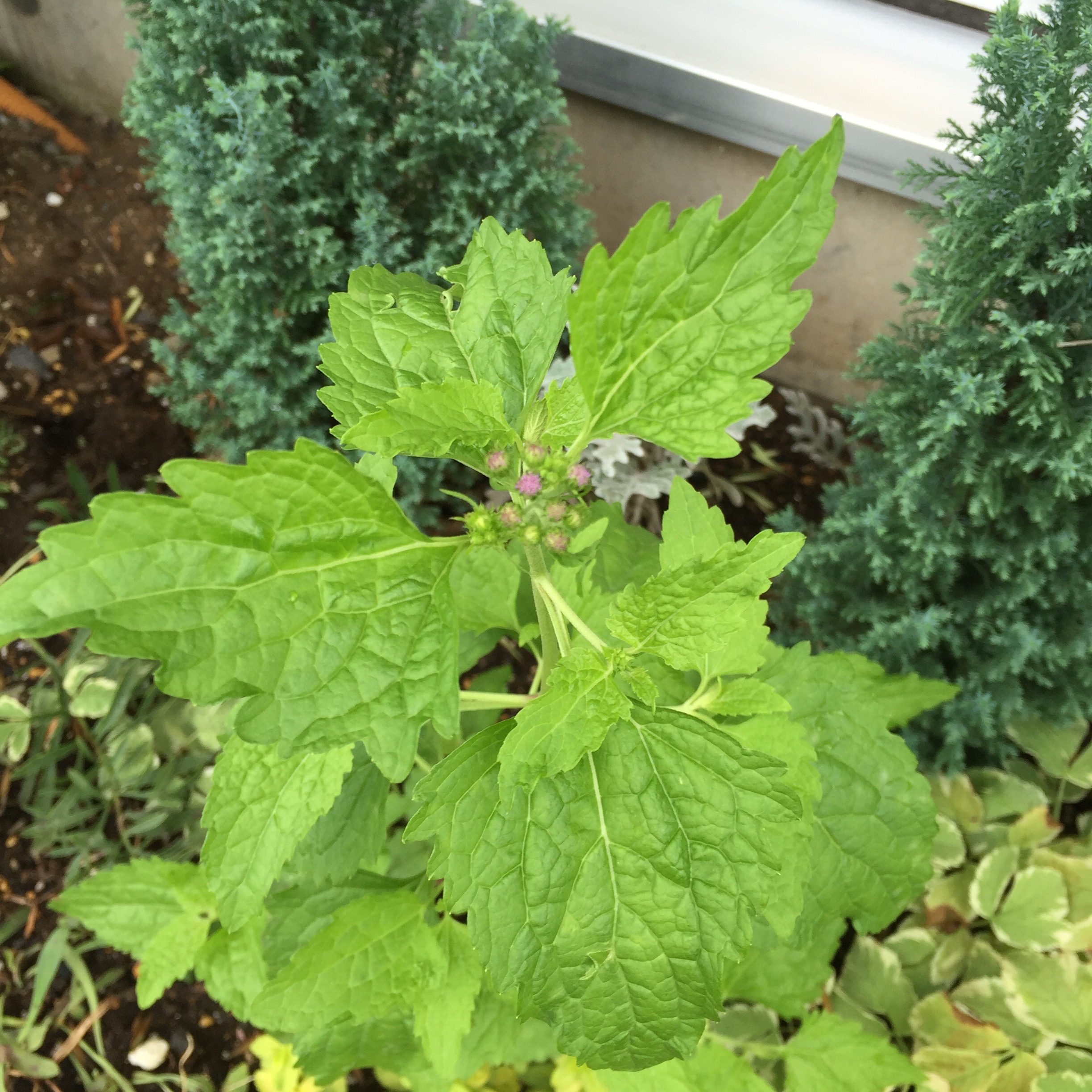 ユーパトリウムセレスチナム 青色フジバカマ I010 Okuta リフォーム マンションリフォームならlohas Studio ロハススタジオ Presented By Okuta オクタ ユーパトリウムセレスチナム 青色フジバカマ I010 Okuta リフォーム マンションリフォームならlohas Studio ロハススタジオ Presented By Okuta オクタ