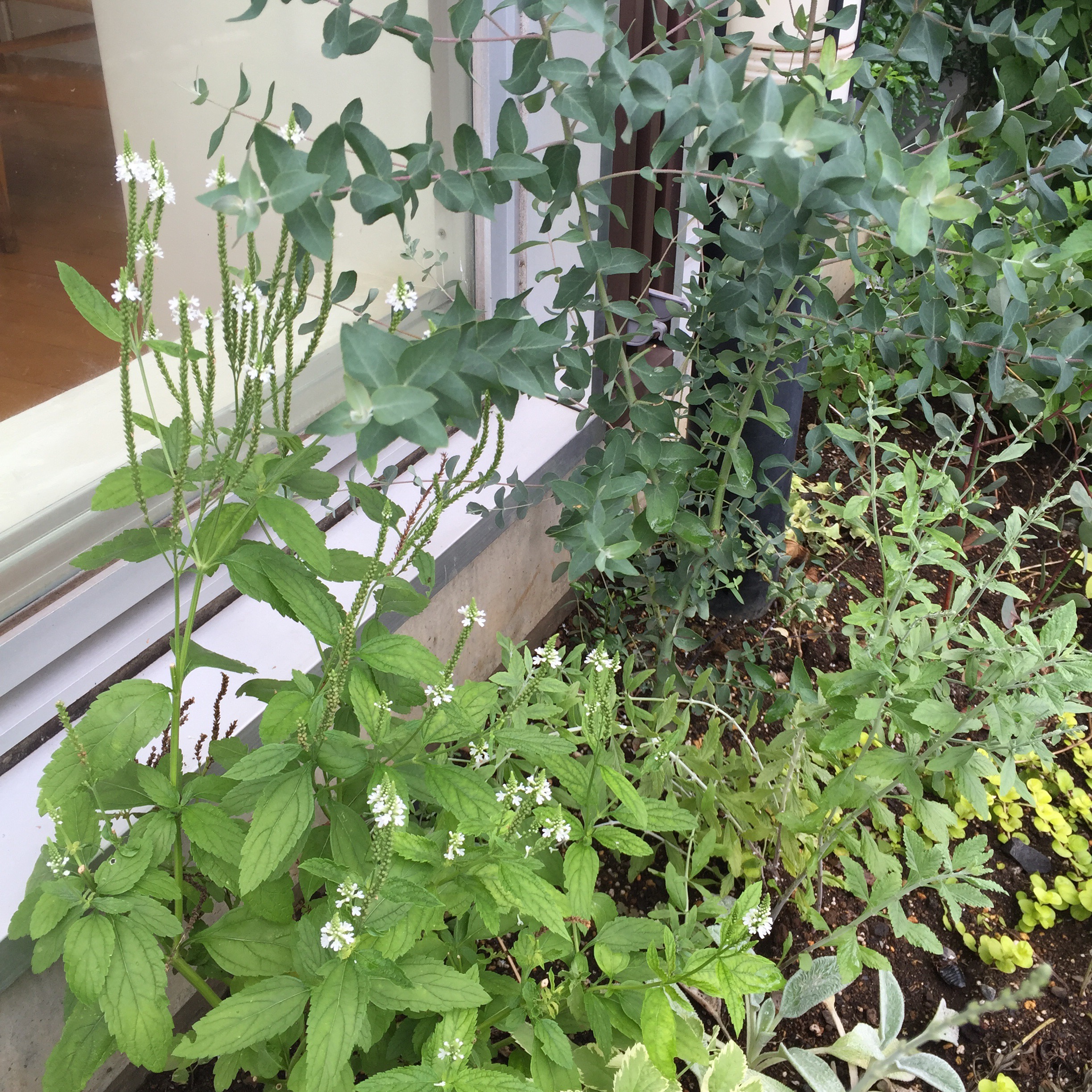 ユーパトリウムセレスチナム 青色フジバカマ I010 Okuta リフォーム マンションリフォームならlohas Studio ロハススタジオ Presented By Okuta オクタ ユーパトリウムセレスチナム 青色フジバカマ I010 Okuta リフォーム マンションリフォームならlohas Studio ロハススタジオ Presented By Okuta オクタ