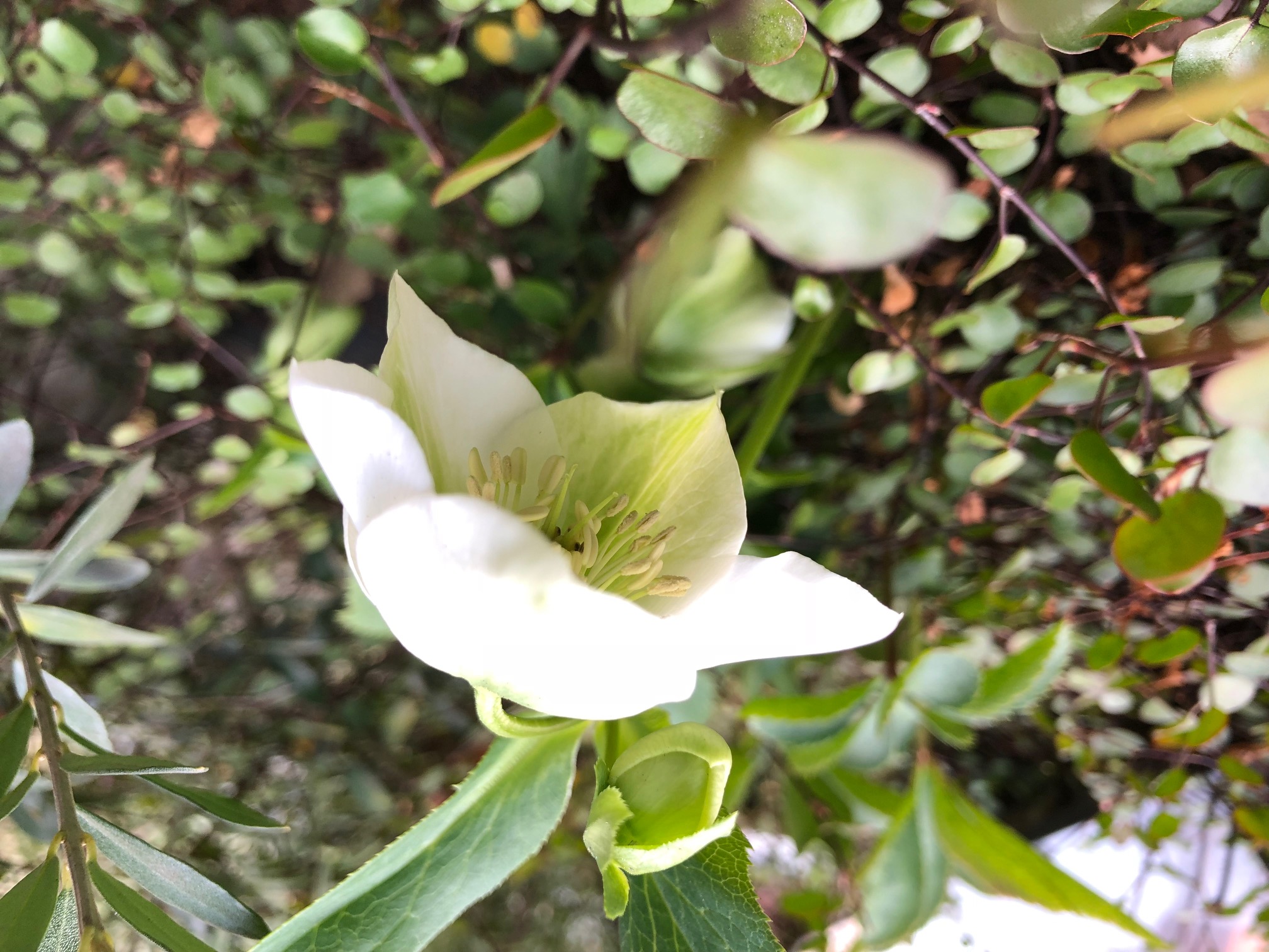 クリスマスローズが咲きました！