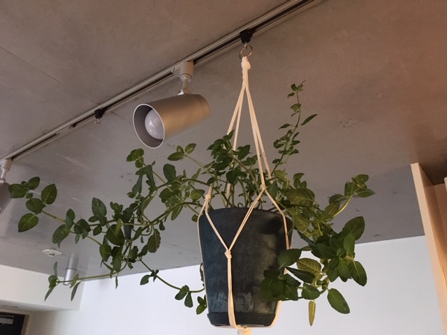 今日は8月最後の定休日でした！