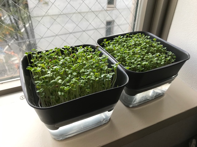 スプラウトの育成
