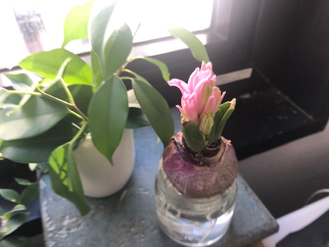 2020年のヒヤシンス