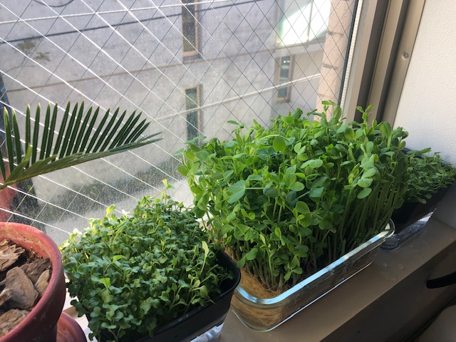 ヒヤシンスとスプラウト