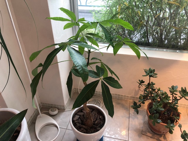 今日から７月です♪