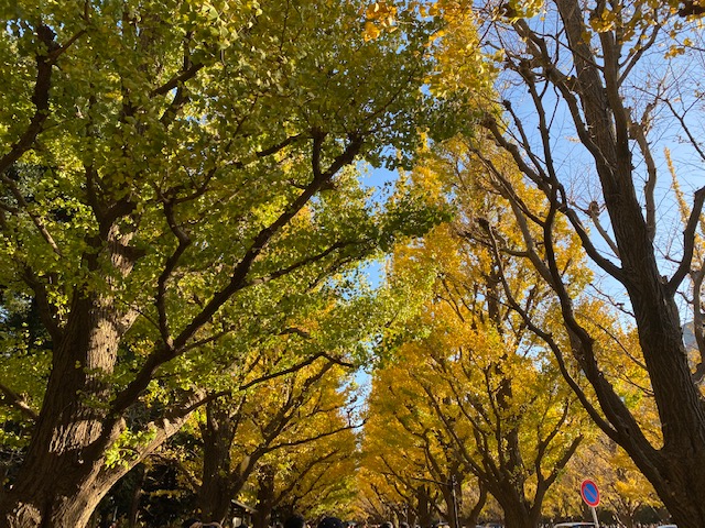 神宮外苑いちょう並木