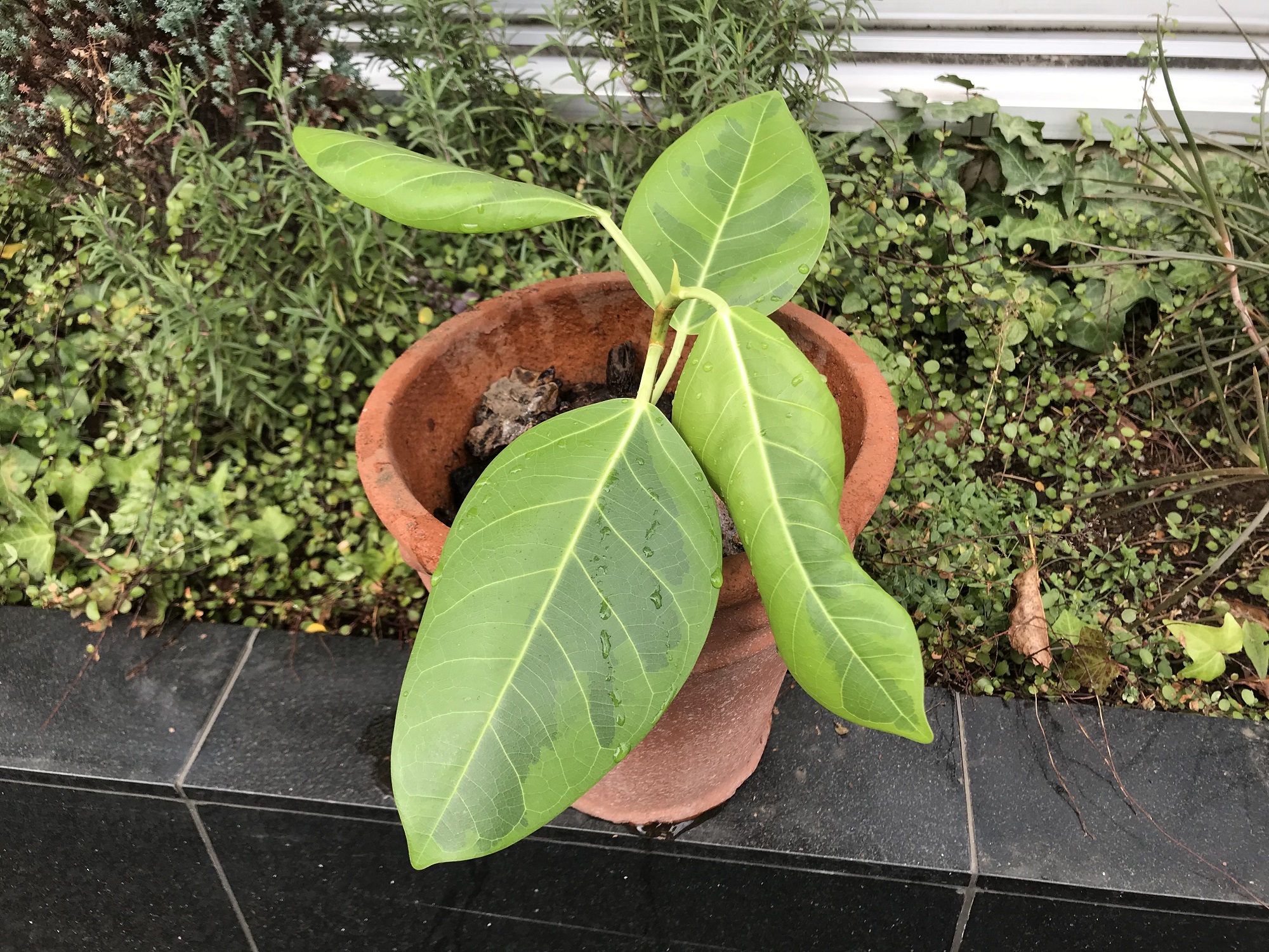 スタジオに新しい仲間…