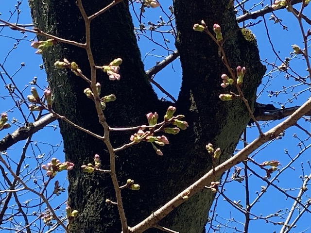 春を感じています♪